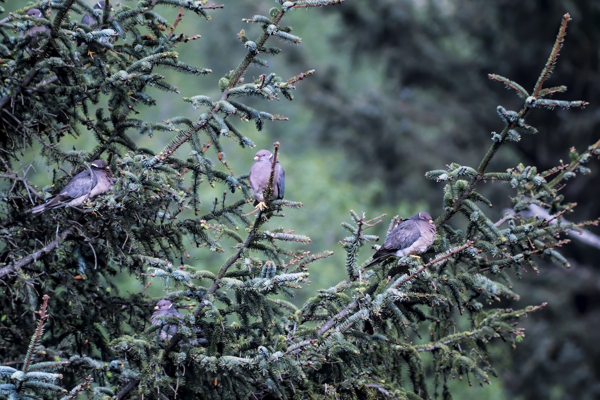 Band-tailed Pigeon - Tom Crabtree