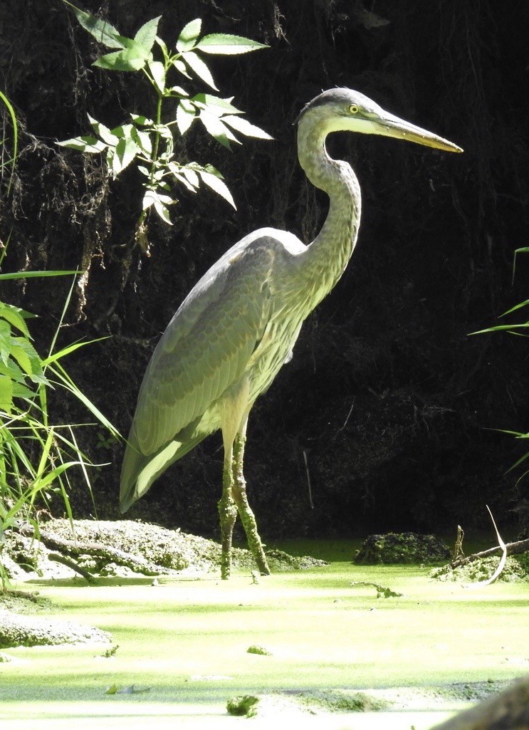 Great Blue Heron - ML256656821