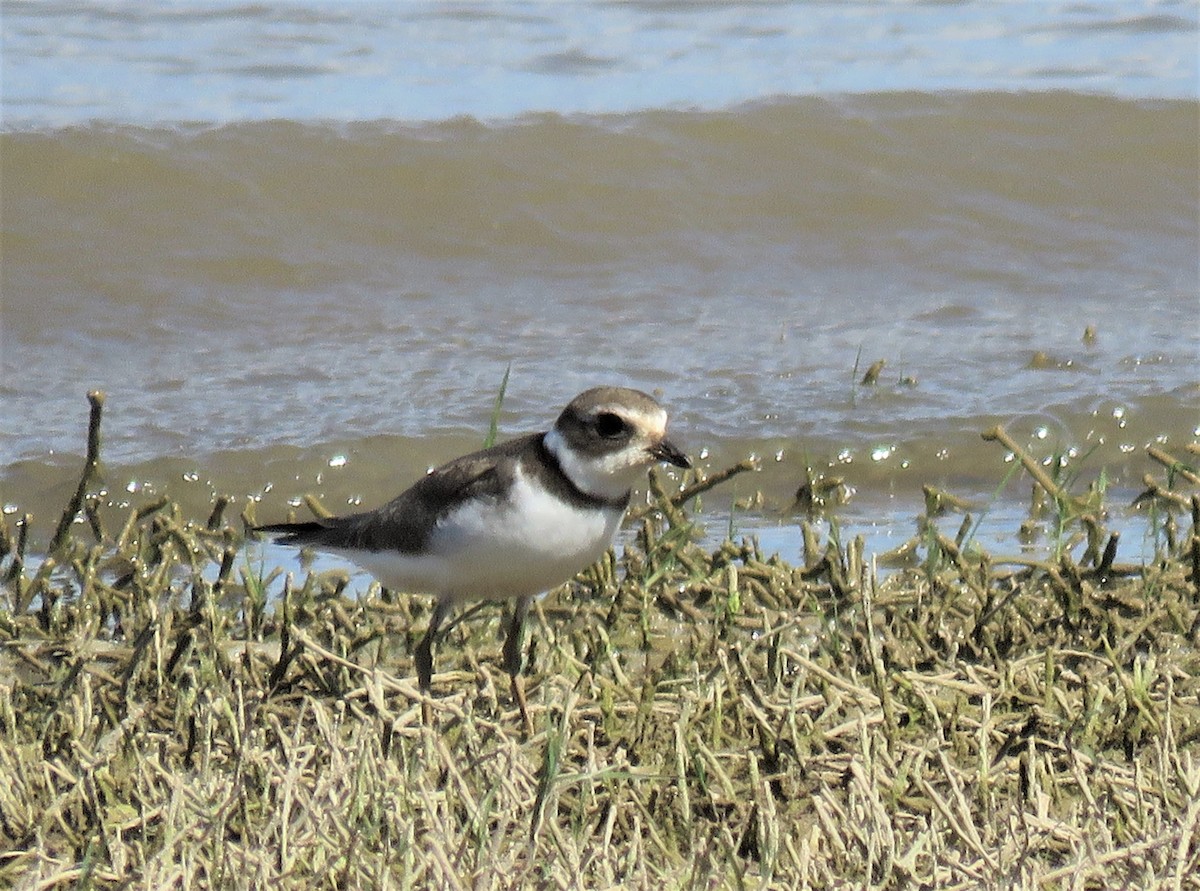 Semipalmated Plover - ML256657161