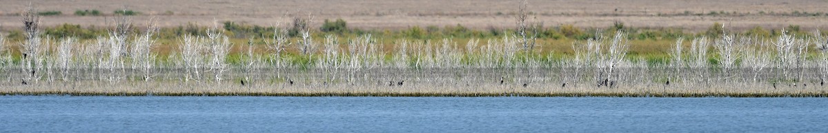 Double-crested Cormorant - ML256660781