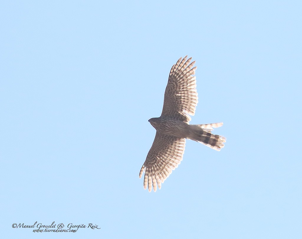 Sharp-shinned Hawk - ML25666141