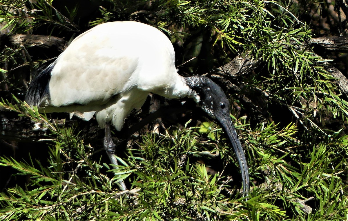 ibis australský - ML256662501