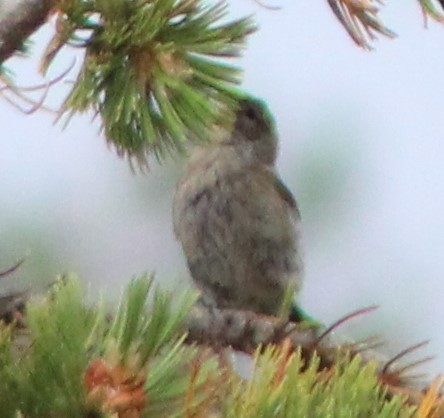 Yellow-rumped Warbler (Audubon's) - ML256662631