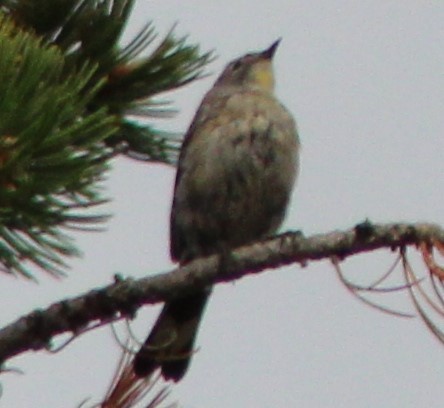 Yellow-rumped Warbler (Audubon's) - ML256662651