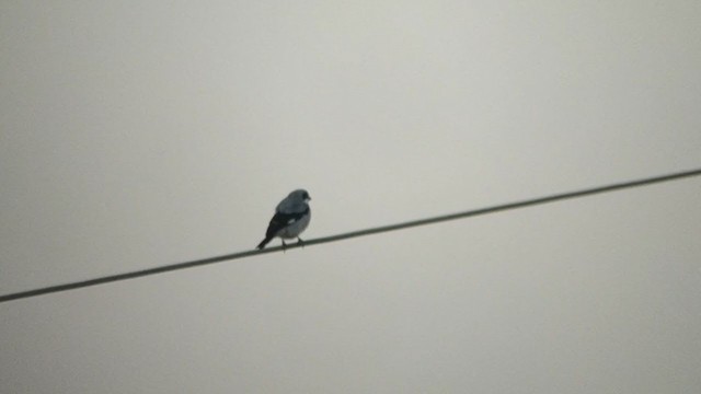 Сорокопуд чорнолобий - ML256662861