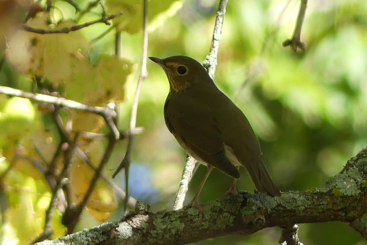 Swainson's Thrush - Heather Mall