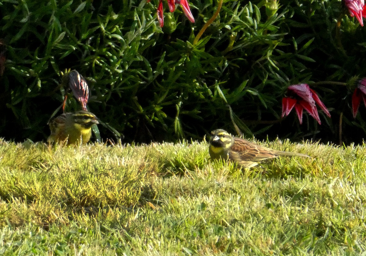 Cirl Bunting - Ken George