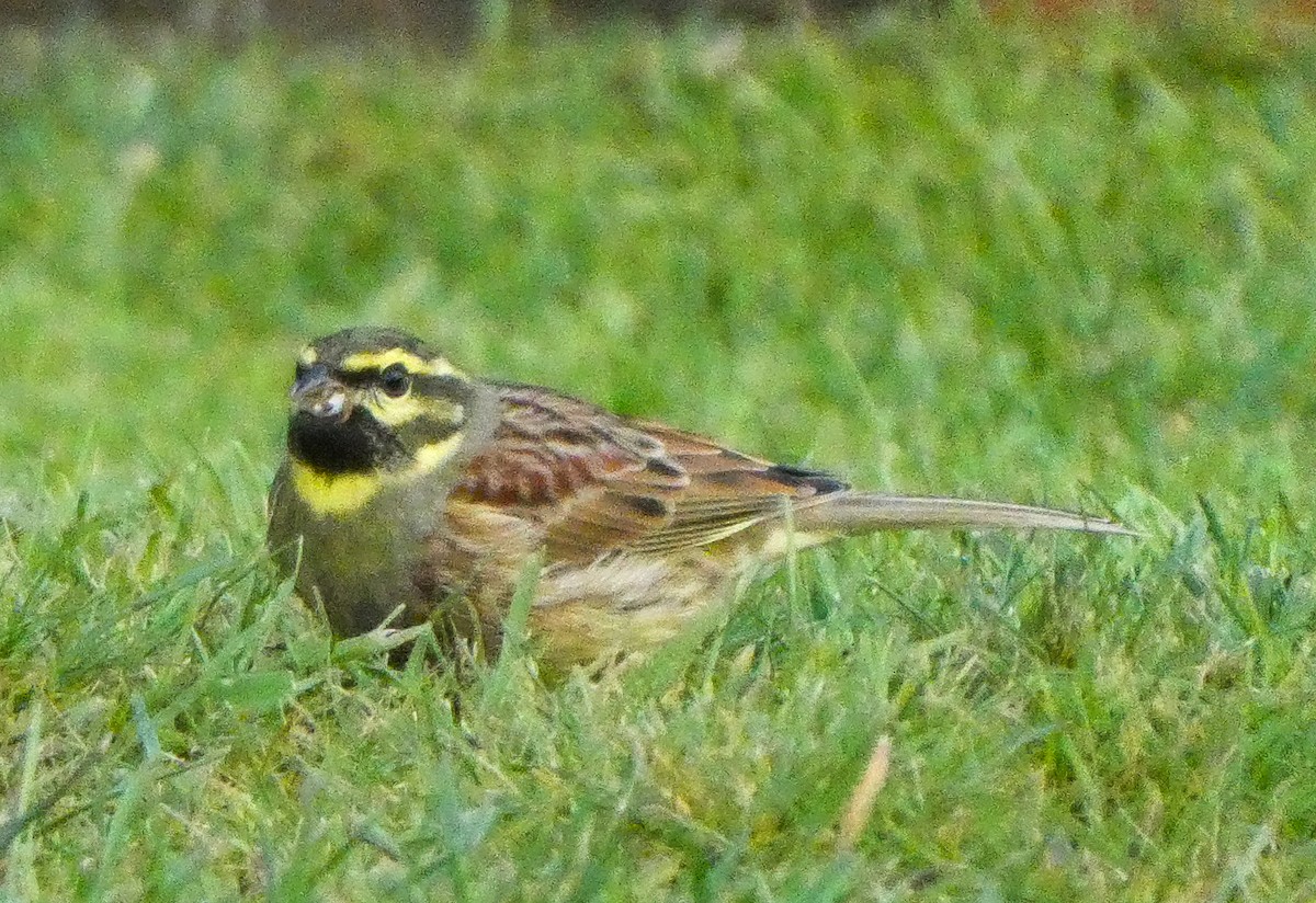 Cirl Bunting - ML256665431