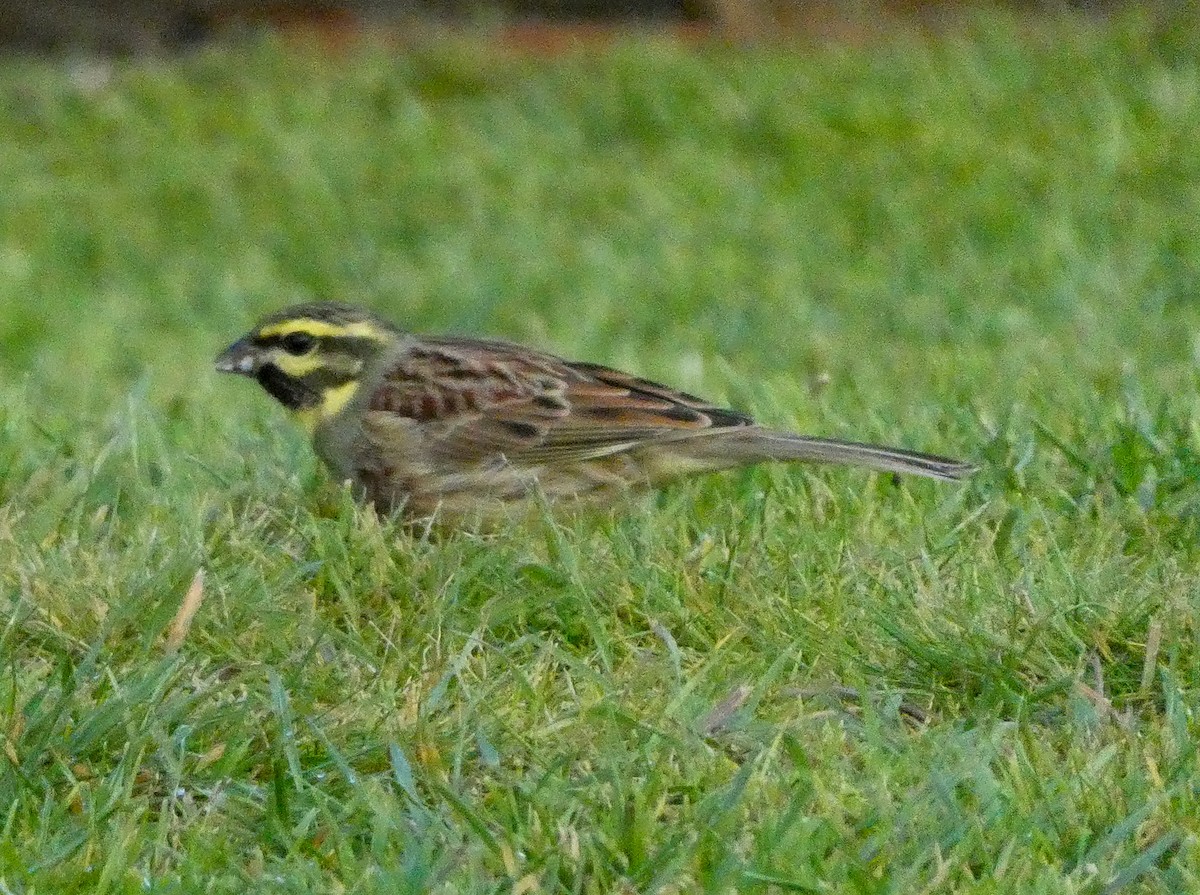 Cirl Bunting - Ken George