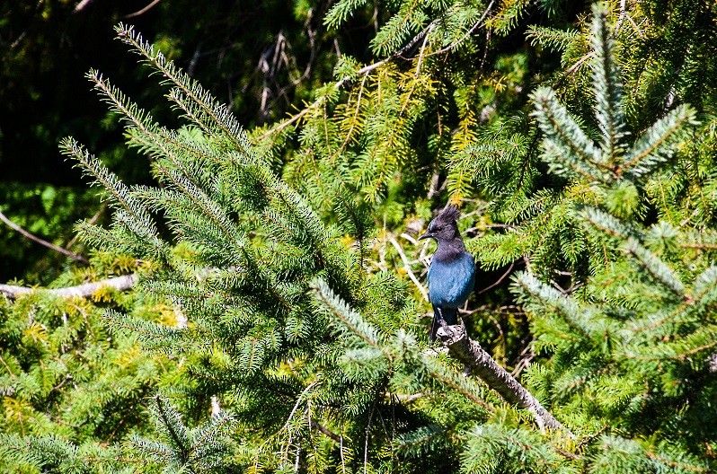 Steller's Jay (Coastal) - ML256667371