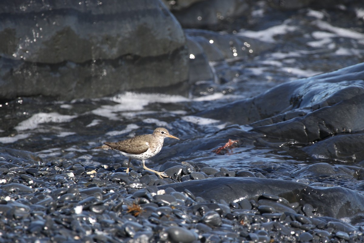 Spotted Sandpiper - Robin Corcoran