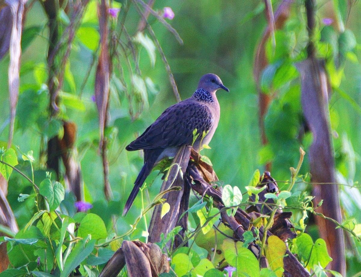 珠頸斑鳩 - ML256670171