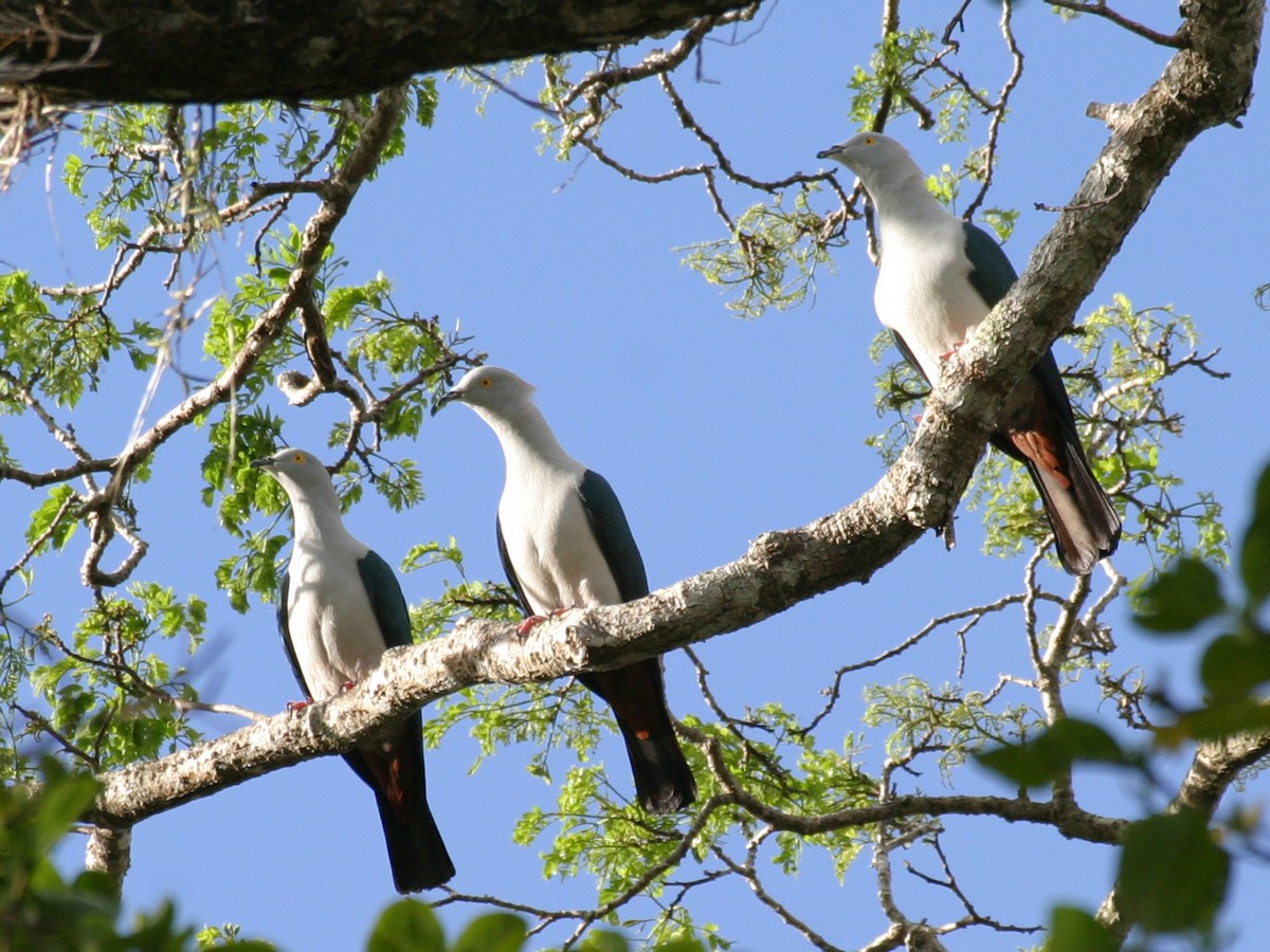 Elegant Imperial-Pigeon - ML256671091