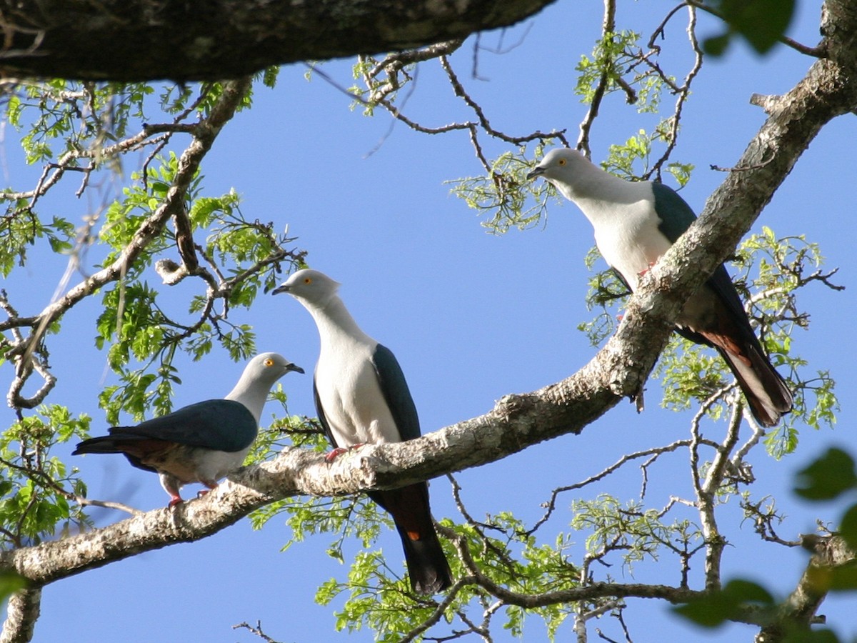 Elegant Imperial-Pigeon - Simon Colenutt