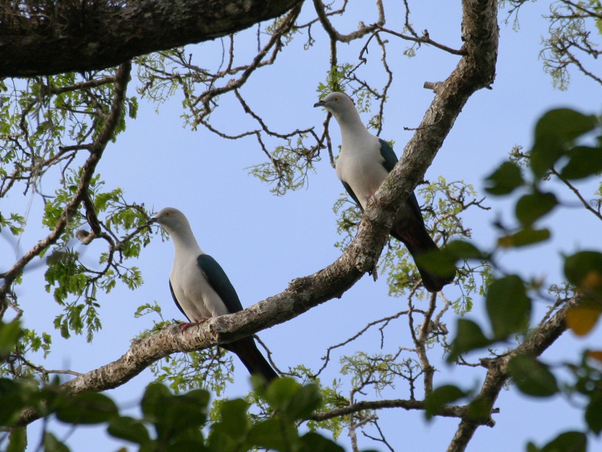 Elegant Imperial-Pigeon - Simon Colenutt