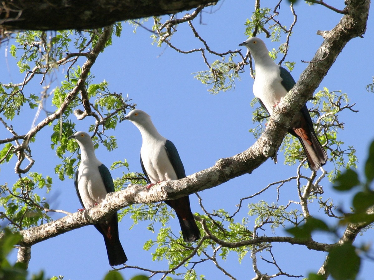 Elegant Imperial-Pigeon - ML256671131