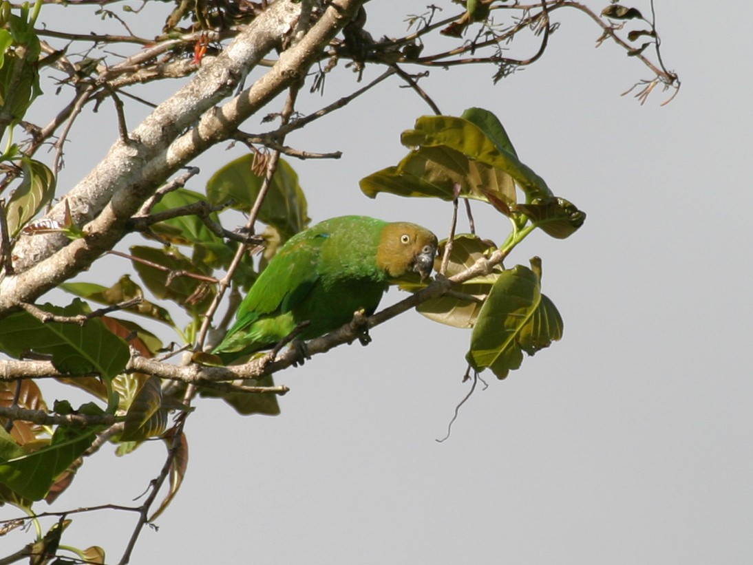 Red-cheeked Parrot - ML256671151
