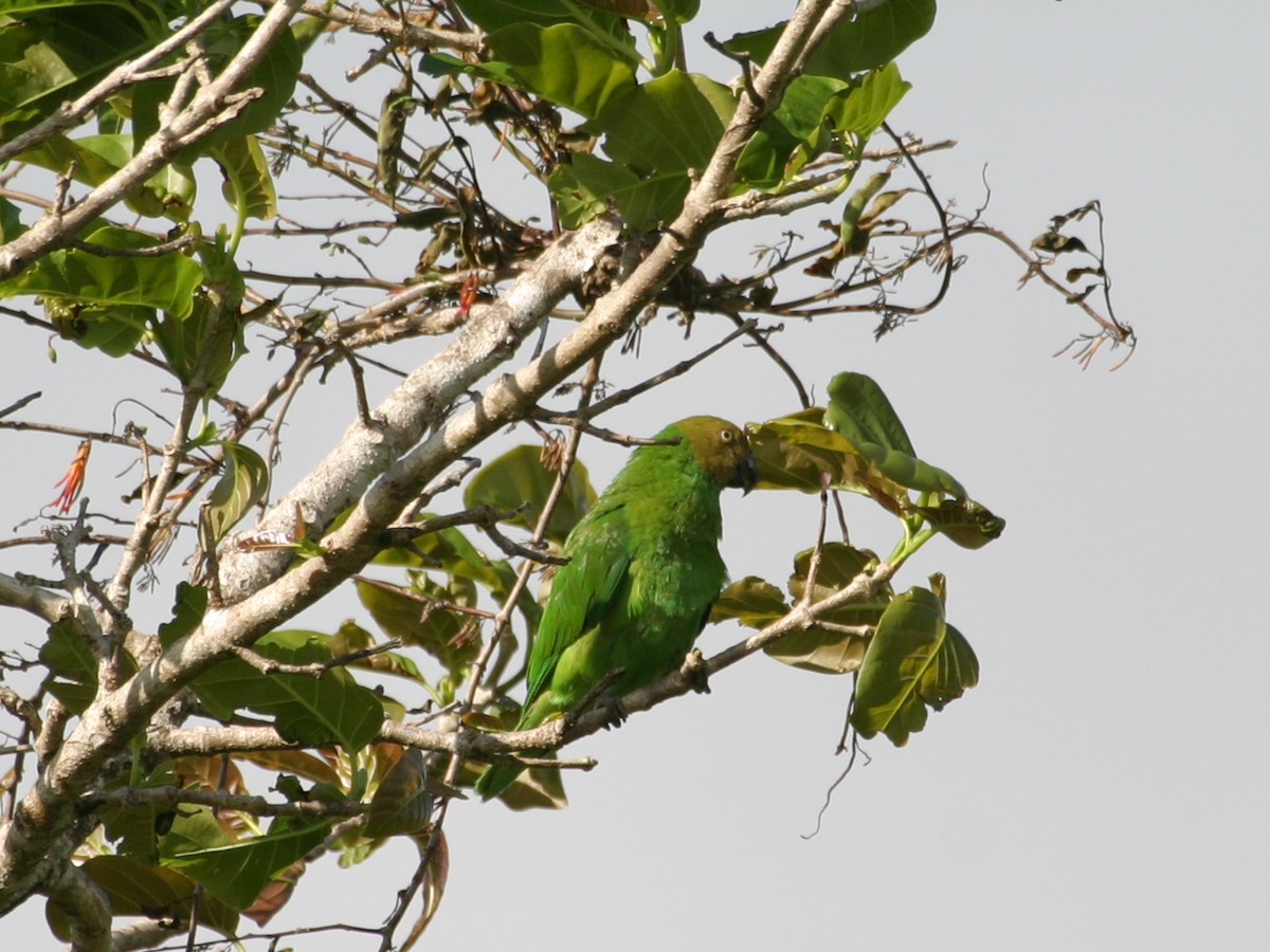 Red-cheeked Parrot - ML256671161