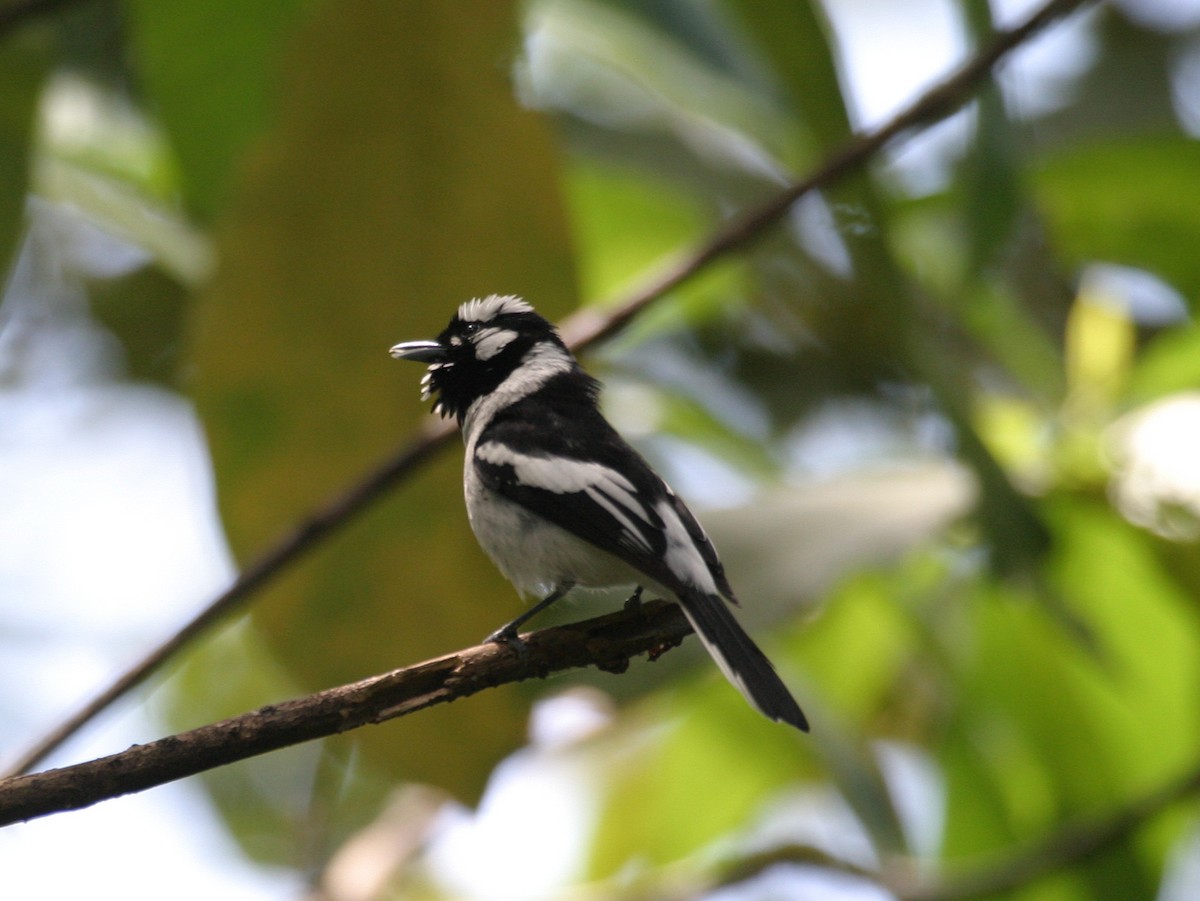 Tanimbar Monarch - ML256671221
