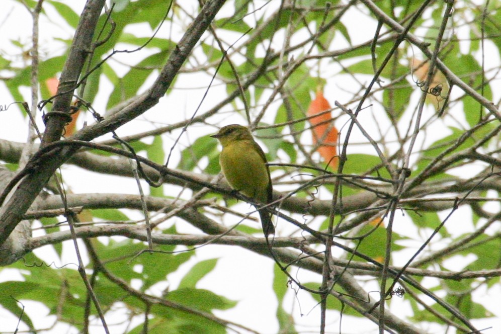 Golden-bellied Flyrobin - ML256671391