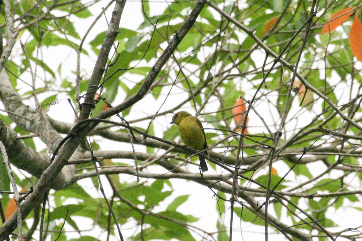 Golden-bellied Flyrobin - ML256671401