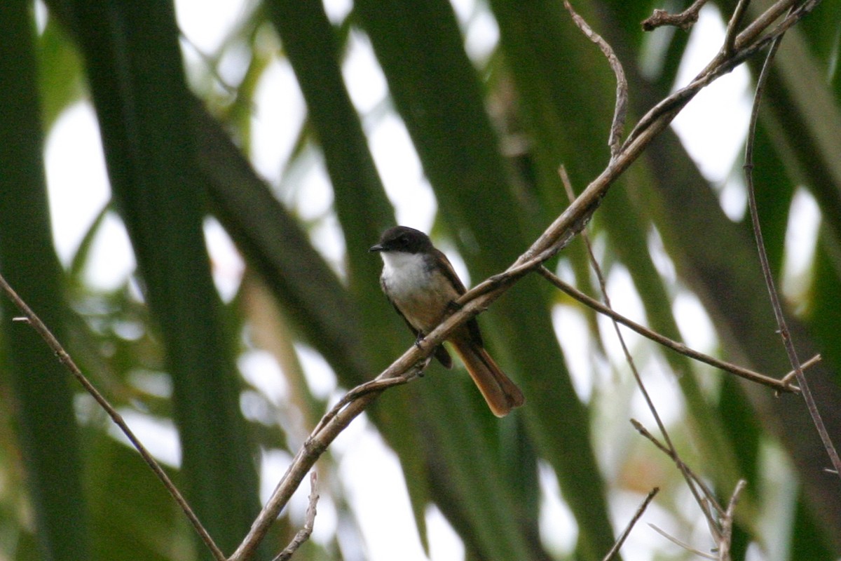 Cinnamon-tailed Fantail - ML256671481