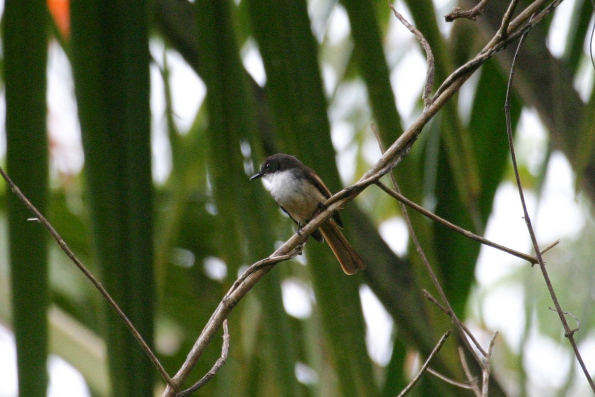 Cinnamon-tailed Fantail - ML256671501