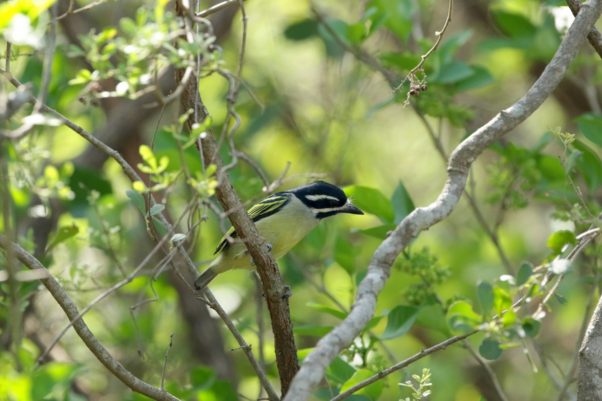 Yellow-rumped Tinkerbird - ML256671641