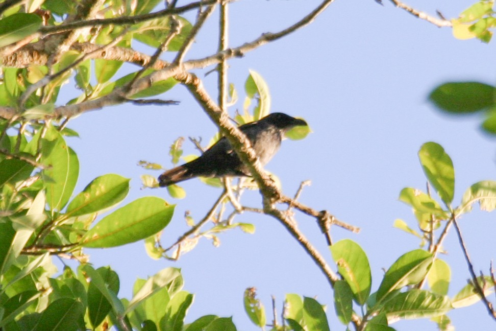 Tanimbar Starling - Simon Colenutt