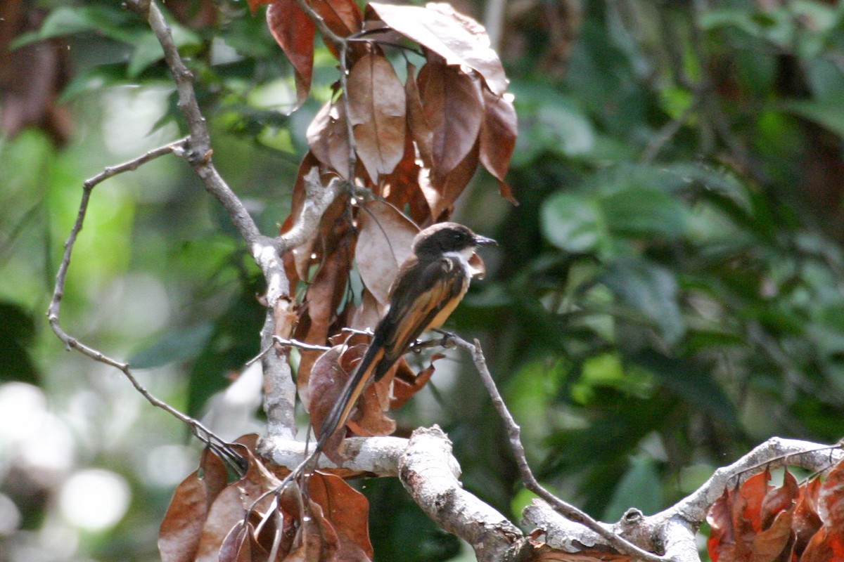 Cinnamon-tailed Fantail - Simon Colenutt