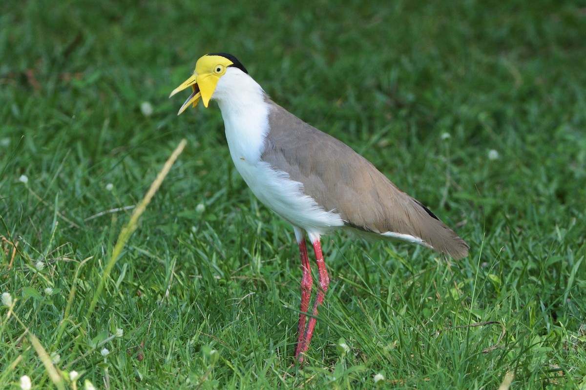 Masked Lapwing (Masked) - David Hollie