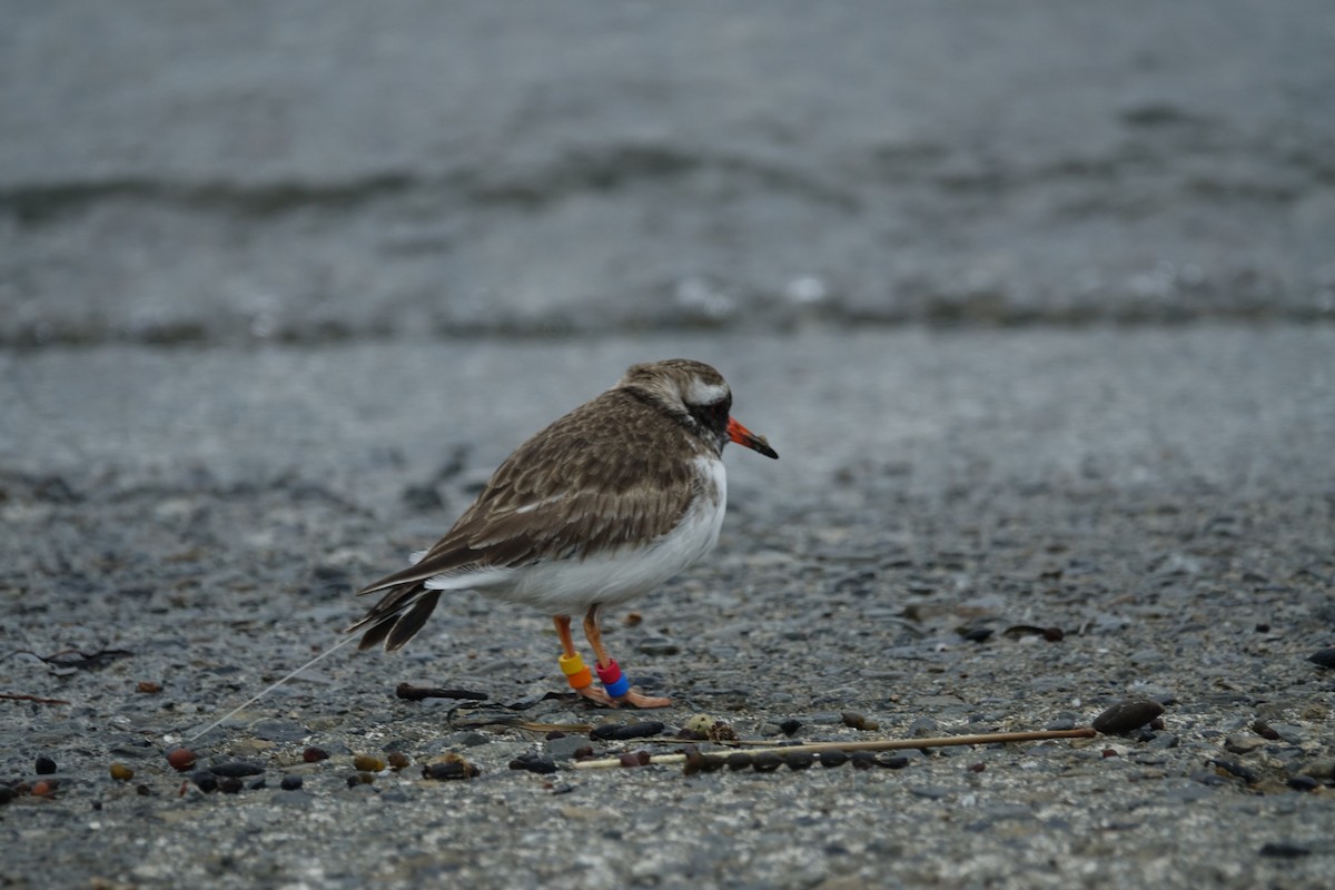 Shore Plover - Raewyn Empson