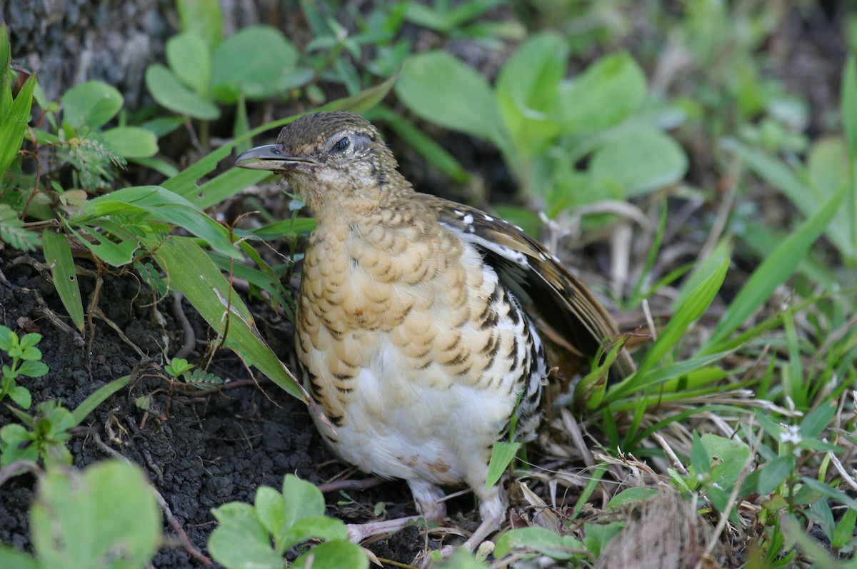 Fawn-breasted Thrush - Simon Colenutt