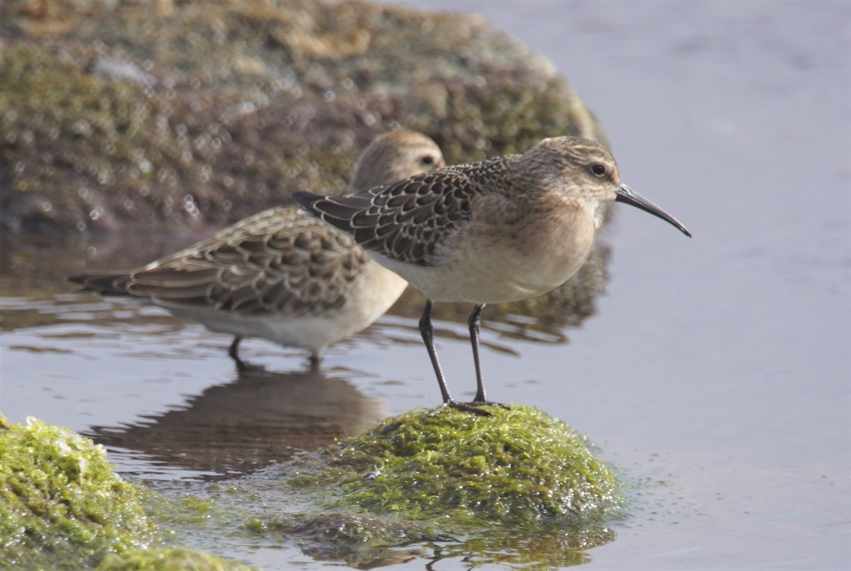 Curlew Sandpiper - ML256673321