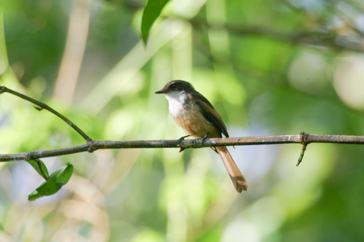 Cinnamon-tailed Fantail - ML256673331