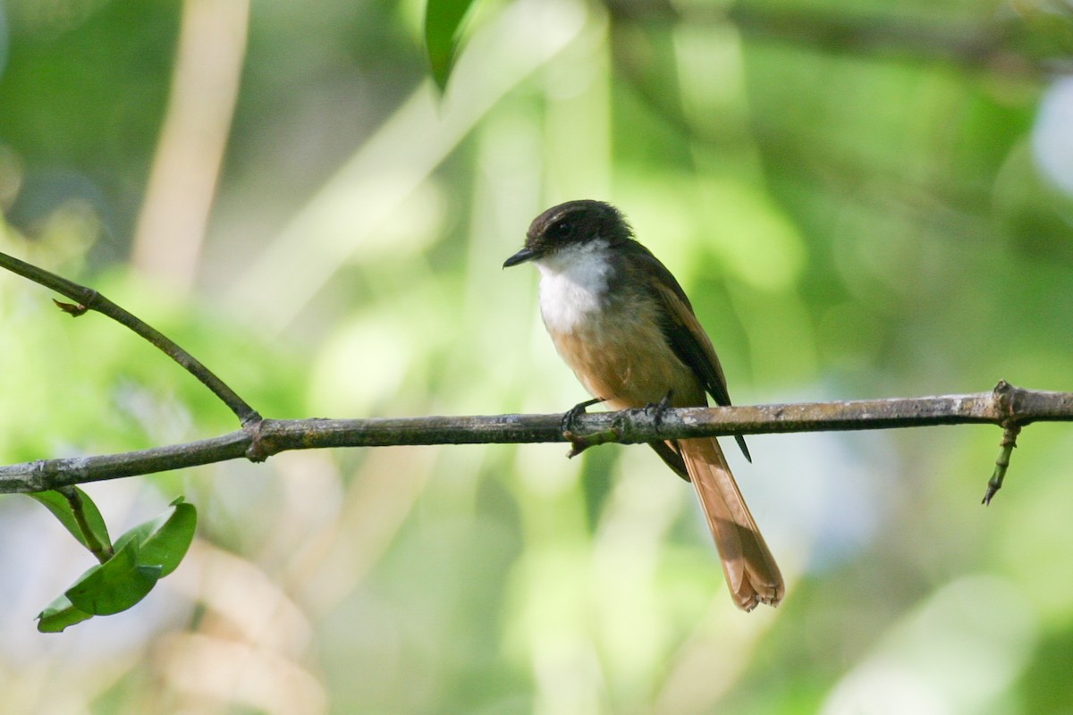 Cinnamon-tailed Fantail - ML256673341