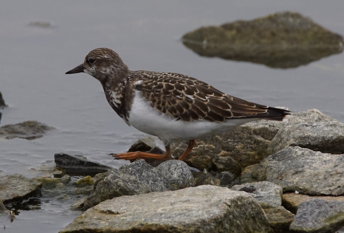 Ruddy Turnstone - Roar Ottesen