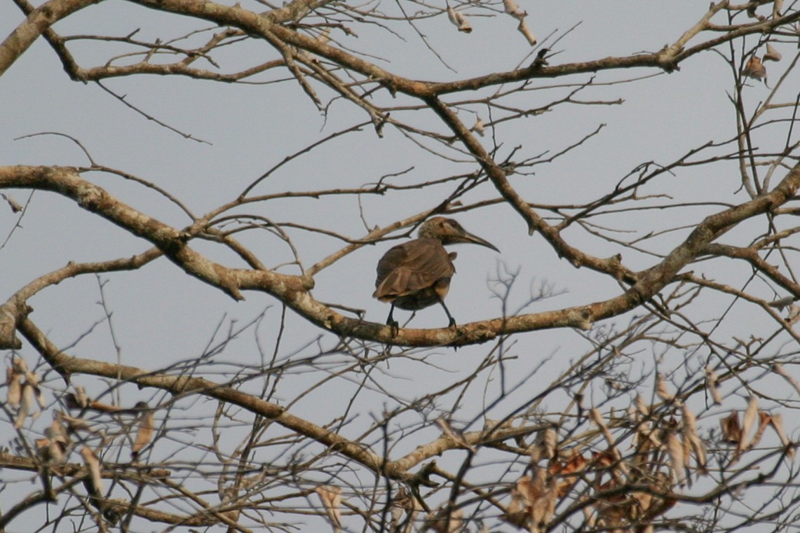 Tanimbar Friarbird - Simon Colenutt