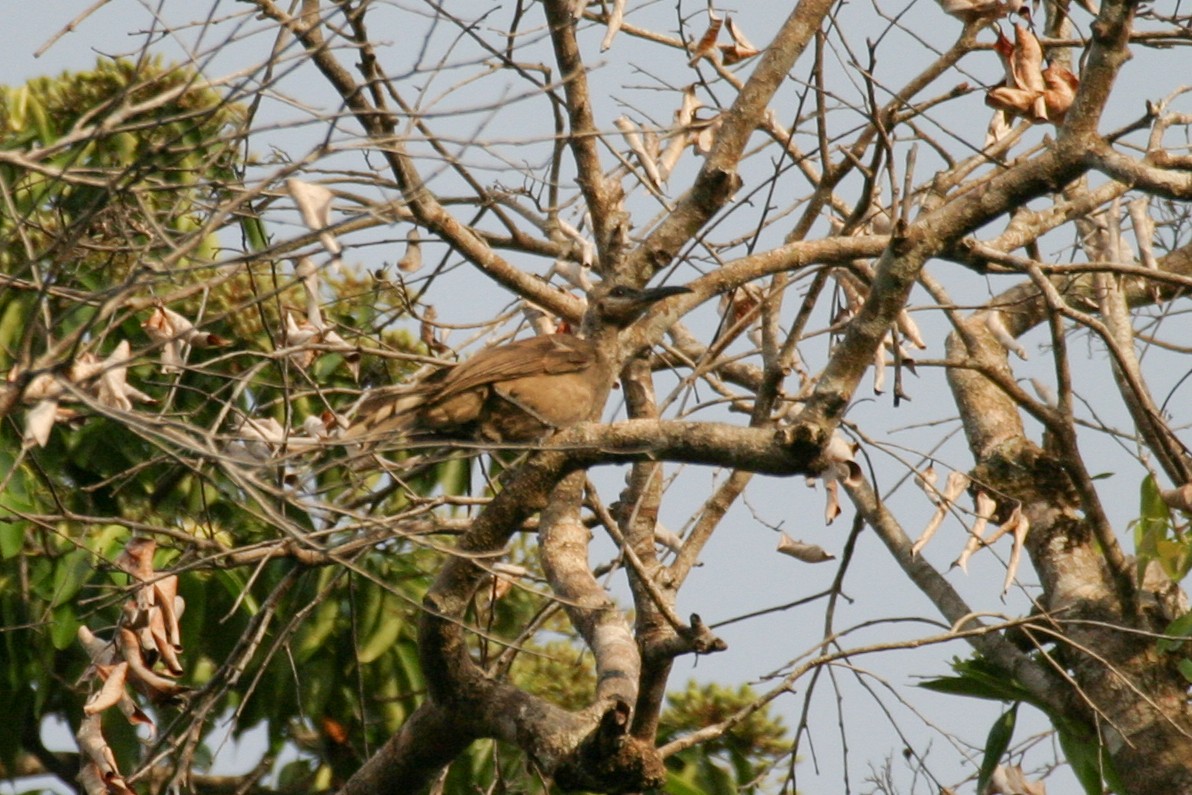 Tanimbar Friarbird - ML256673431