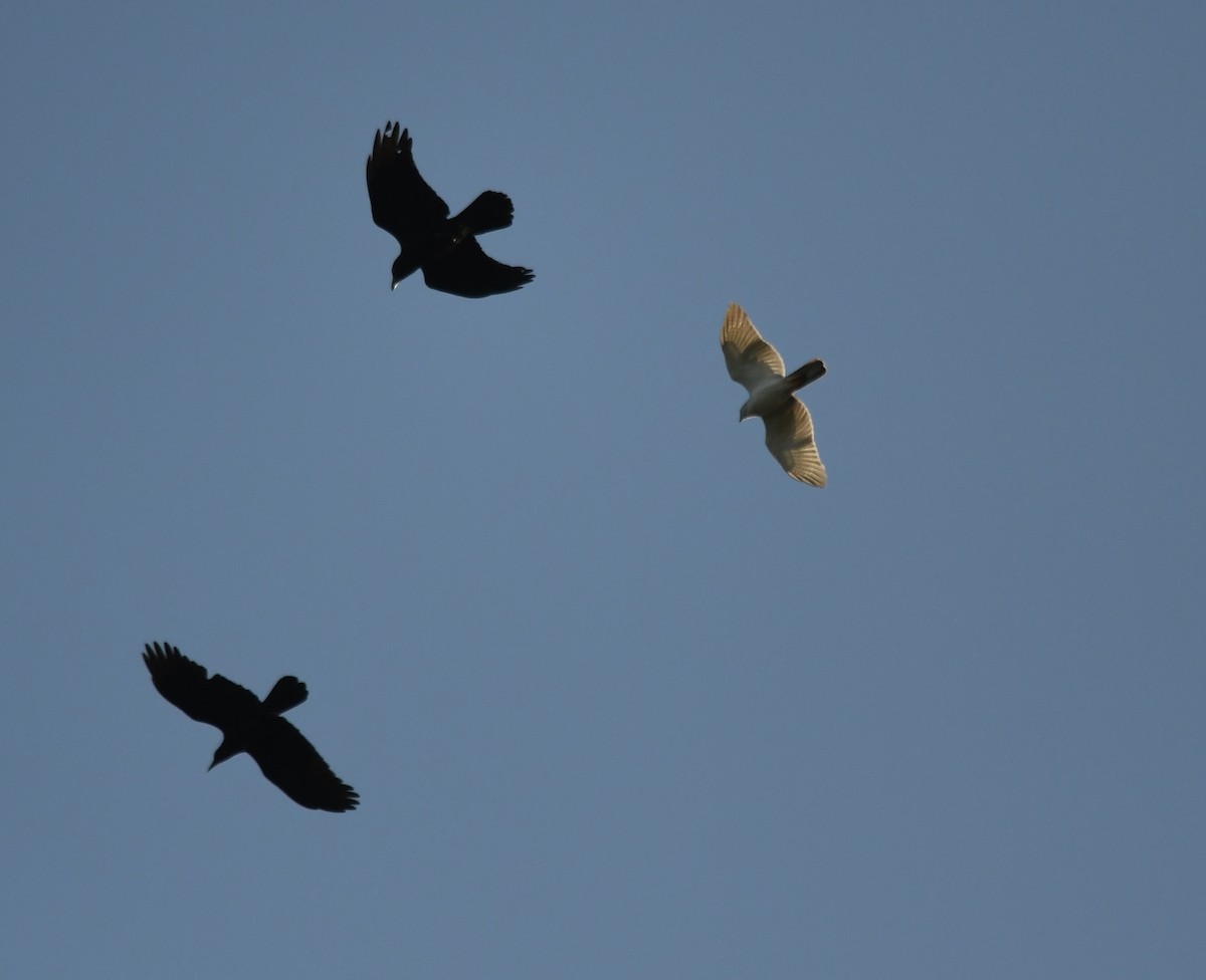 Gray Goshawk - Andy Gee