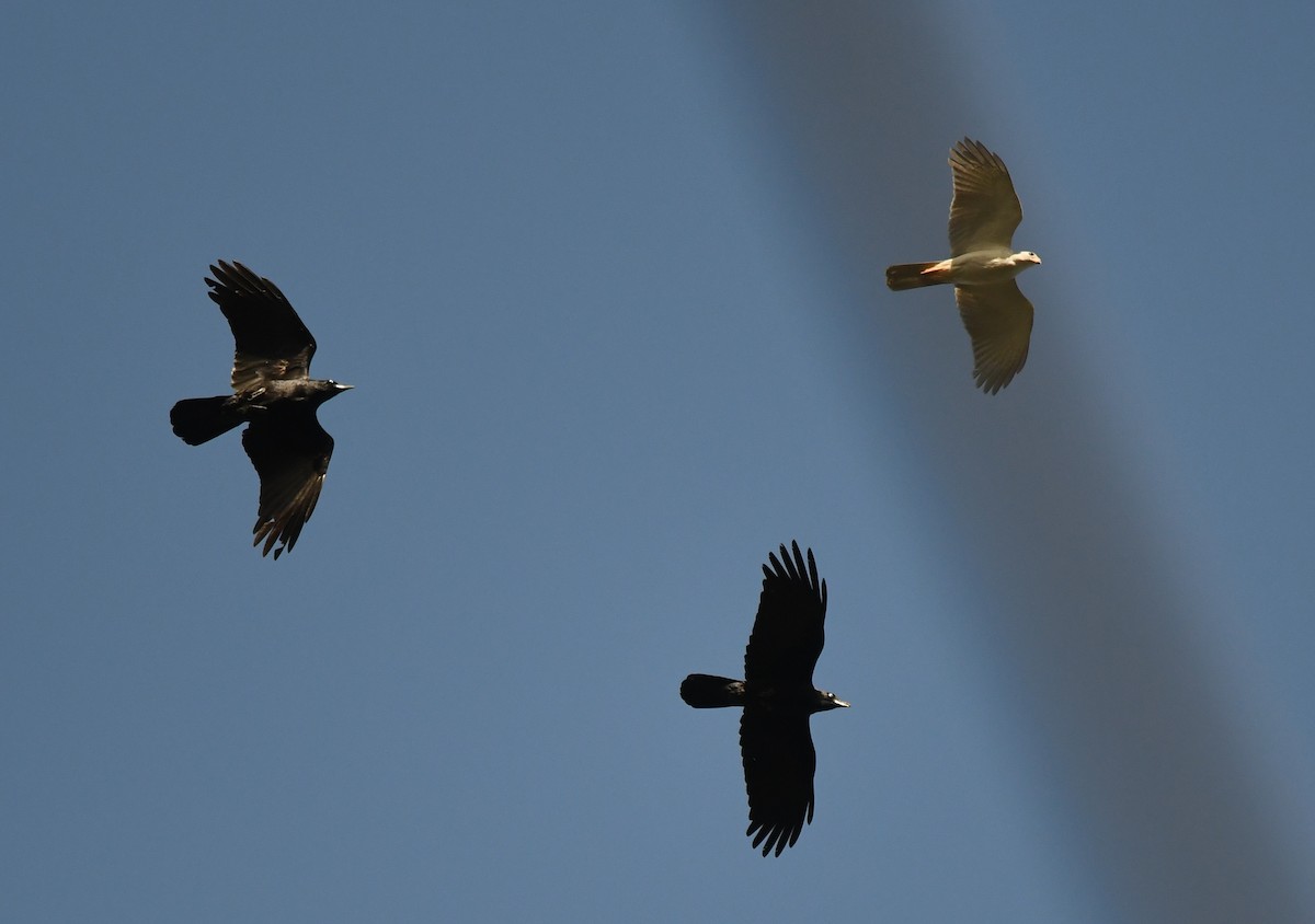 Gray Goshawk - ML256673541