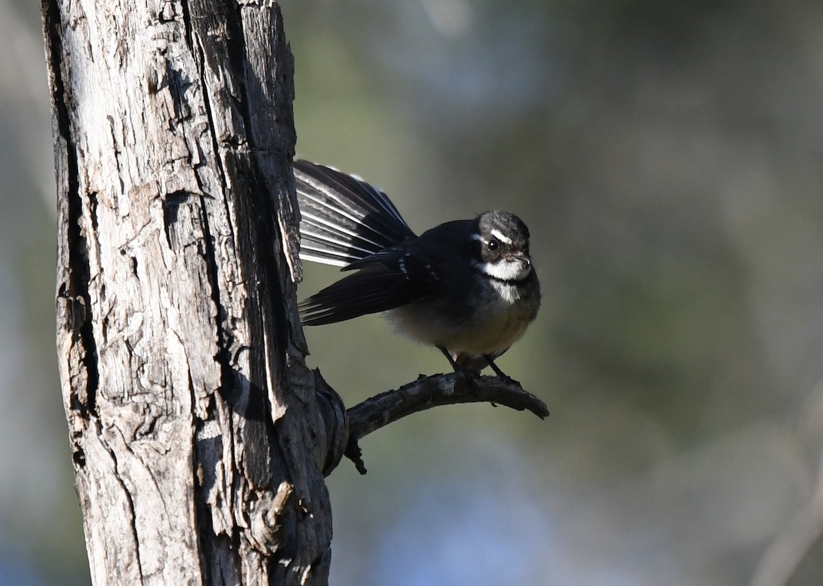 Gray Fantail - Andy Gee