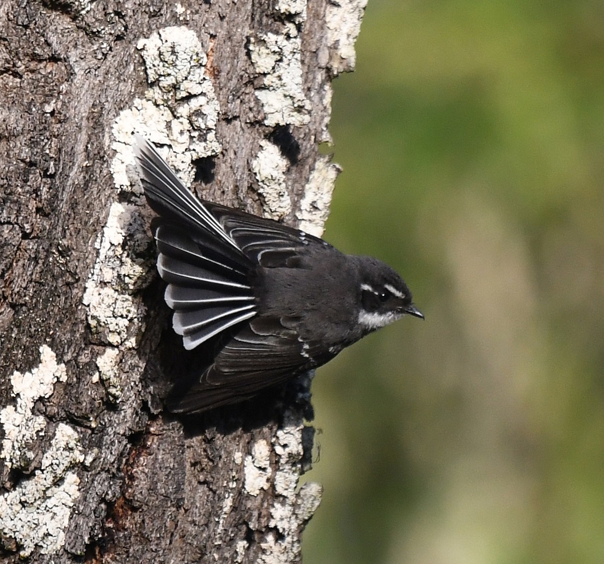 Gray Fantail - Andy Gee