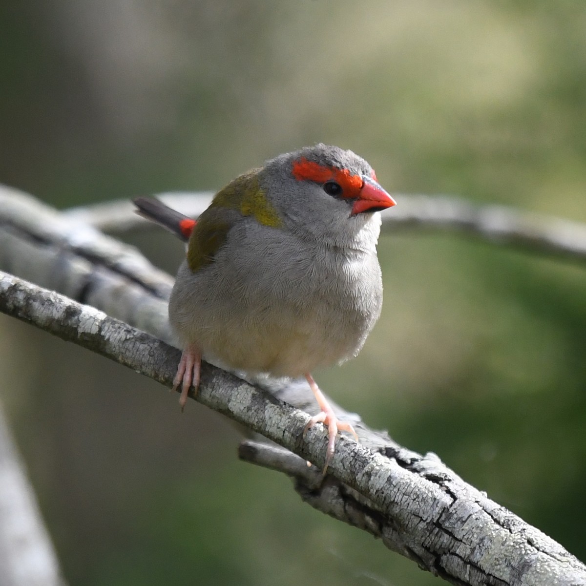 Red-browed Firetail - ML256673781