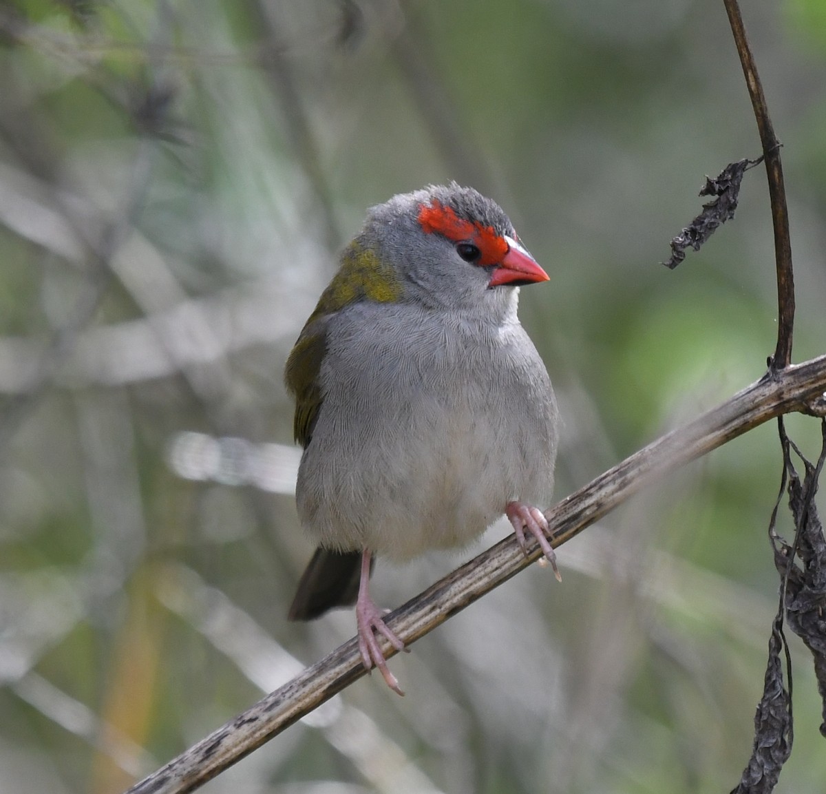 Red-browed Firetail - ML256673791
