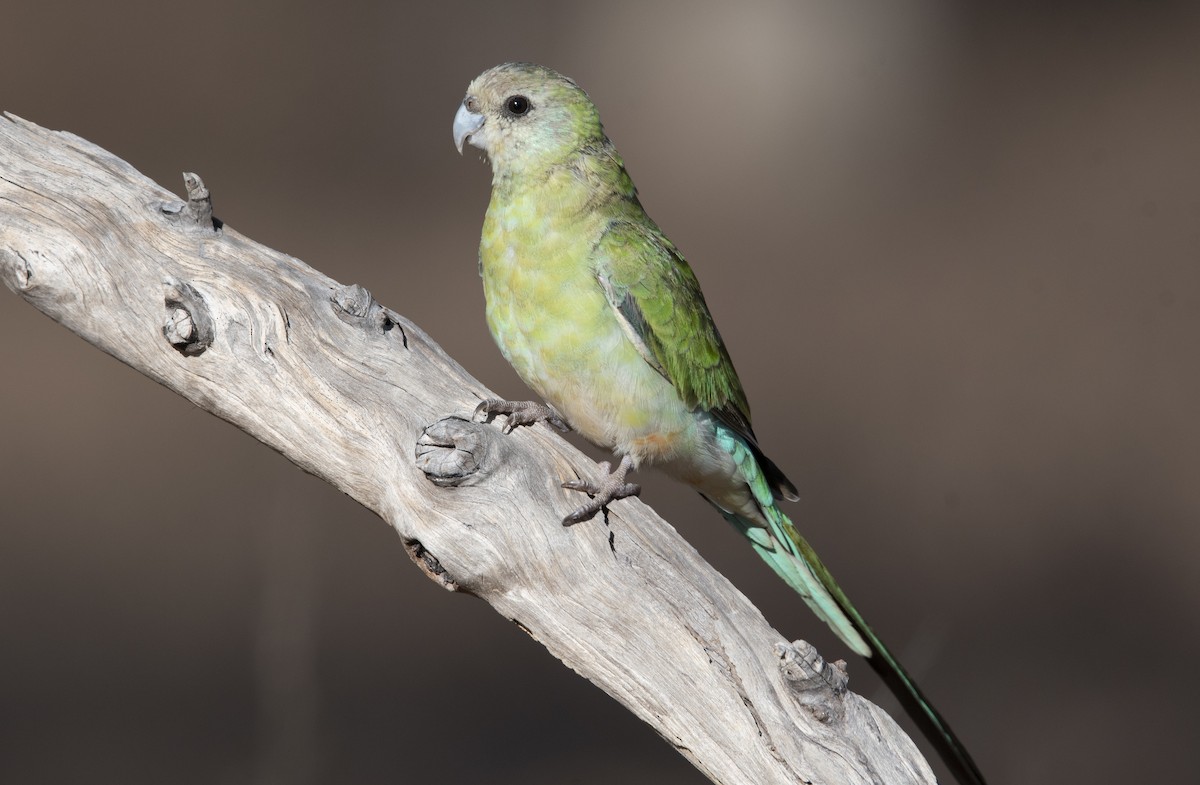 Golden-shouldered Parrot - Nik Mulconray