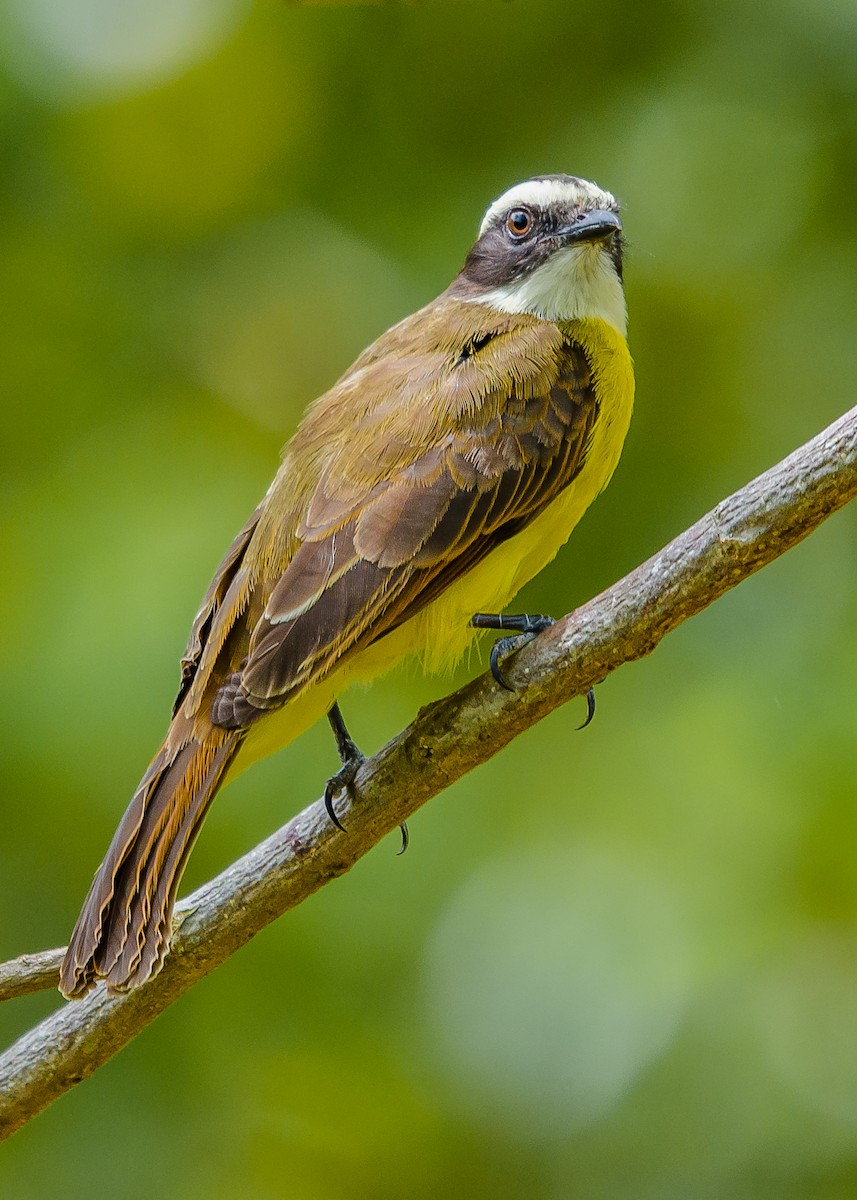 Rusty-margined Flycatcher - ML256677421