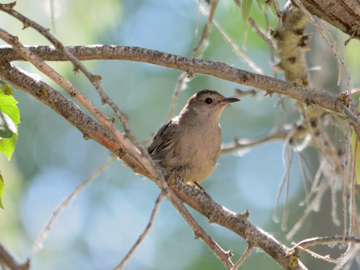 Gray Catbird - ML256677491