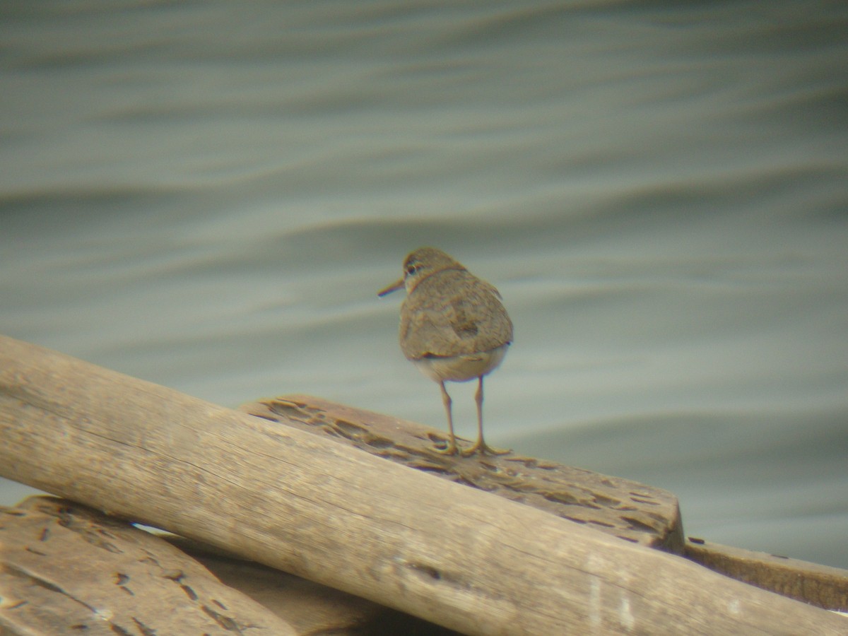 Common Sandpiper - Pacifique Nshimiyimana