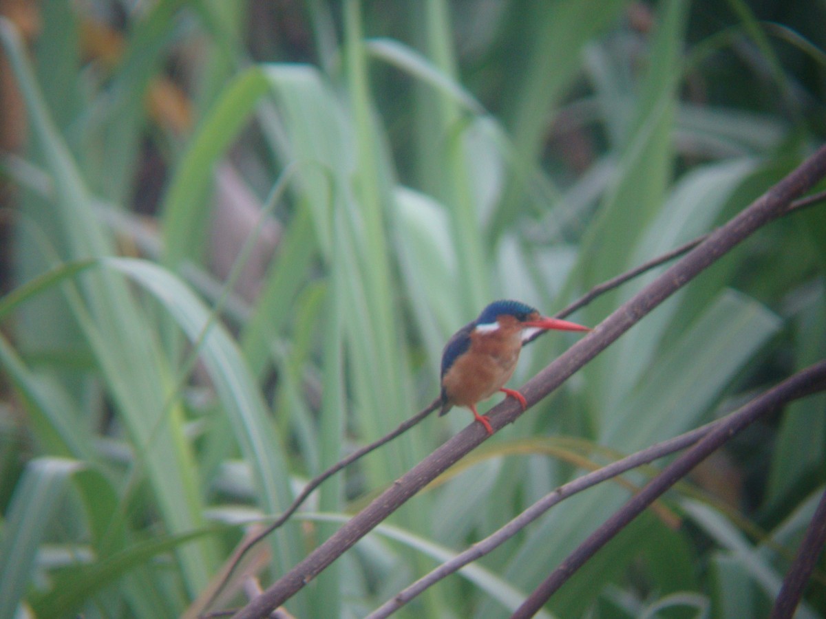 Malachite Kingfisher - Pacifique Nshimiyimana